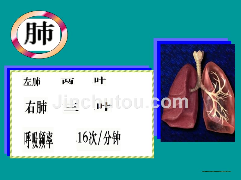 二发生在肺内的气体交换()_第5页