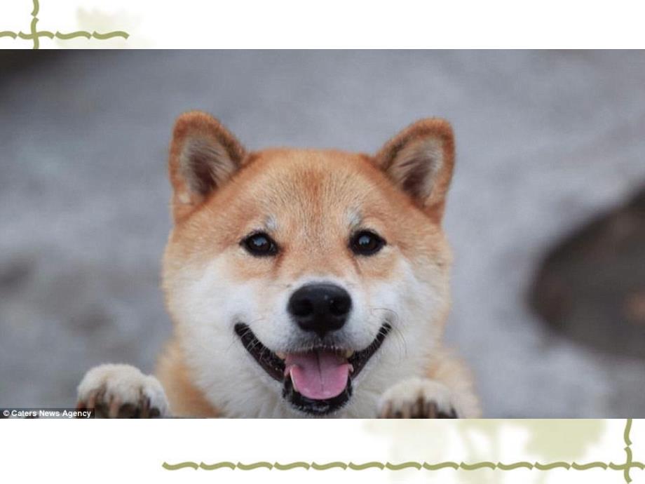 日本幸福的柴犬睡觉也不停止微笑综述_第2页
