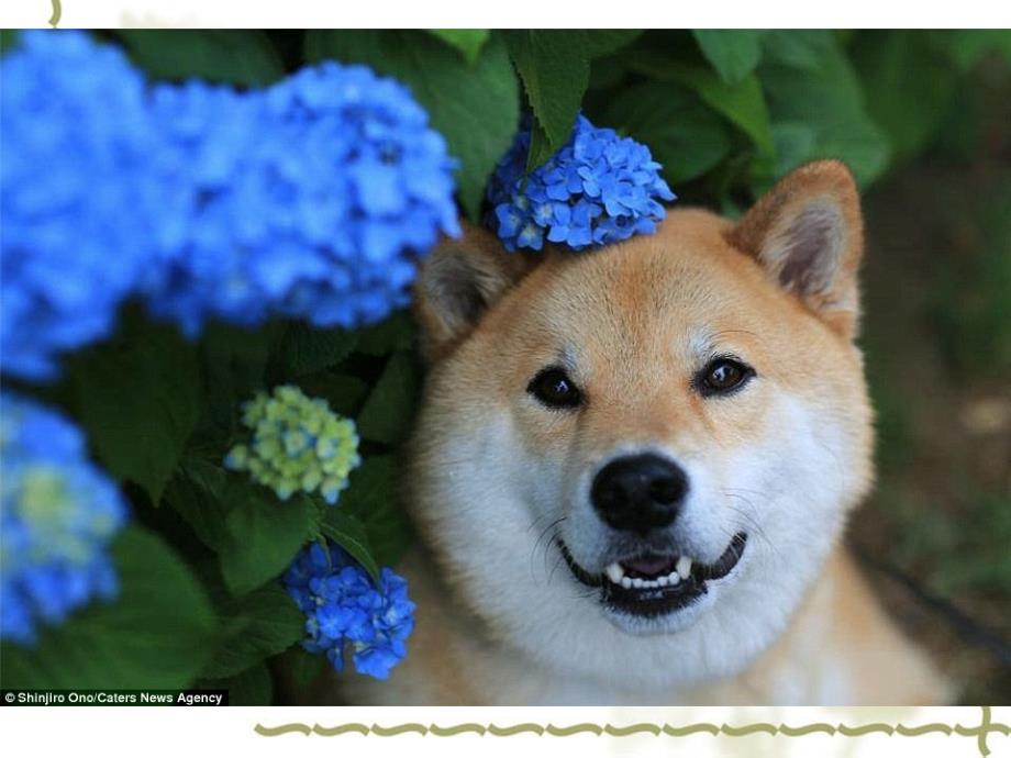 日本幸福的柴犬睡觉也不停止微笑综述_第3页