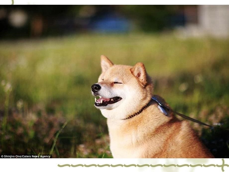 日本幸福的柴犬睡觉也不停止微笑综述_第5页