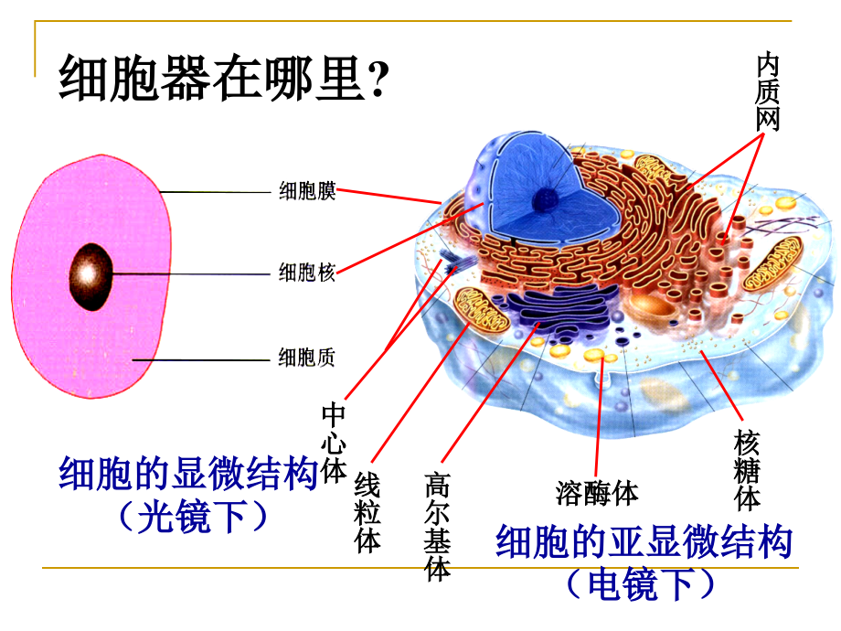 高中生物必修1细胞器公开课._第3页