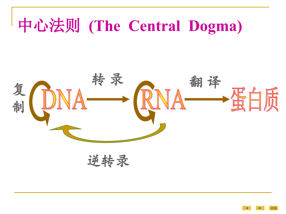 真核基因与基因组-预防_第3页