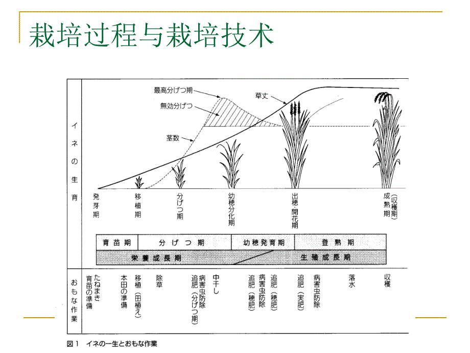 作物栽培技术_第2页