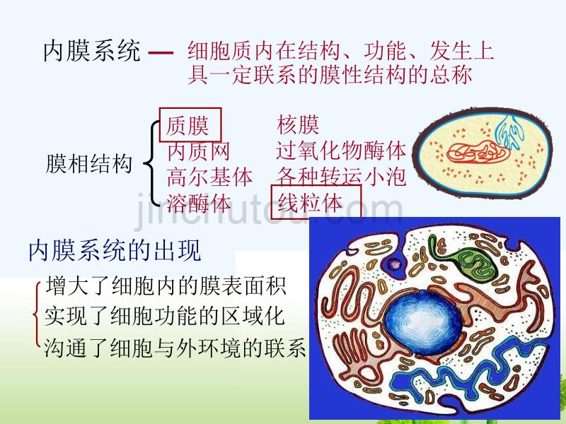 医学细胞生物学四内膜系统_第3页