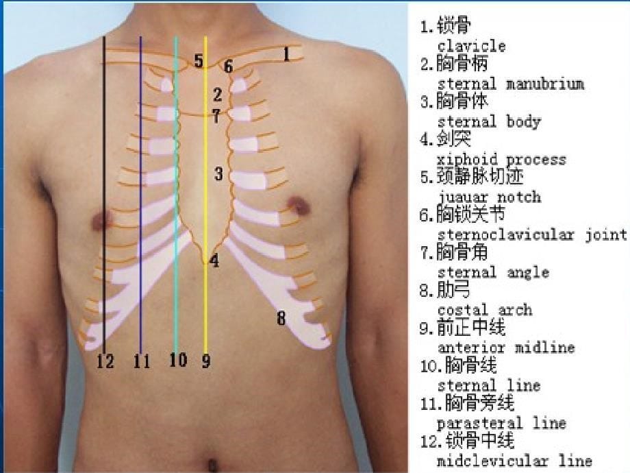 胸肺部检查-1-zc讲解_第5页