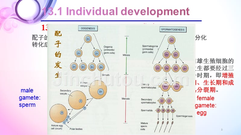 细胞生物学第13章_第5页