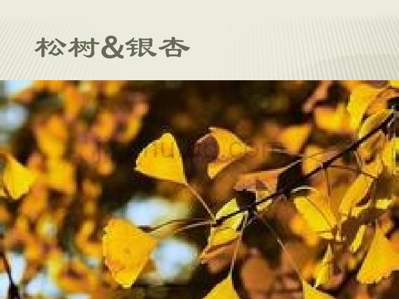 松树银杏的图片介绍汇编_第1页