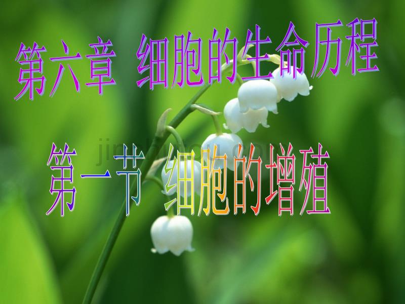 细胞增殖课件好有动画汇编_第1页