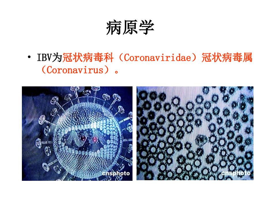 IB(传染性支气管炎)_第4页