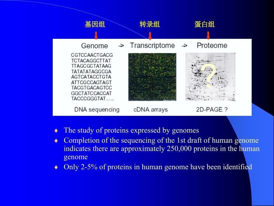 蛋白质分离和鉴定教材_第5页