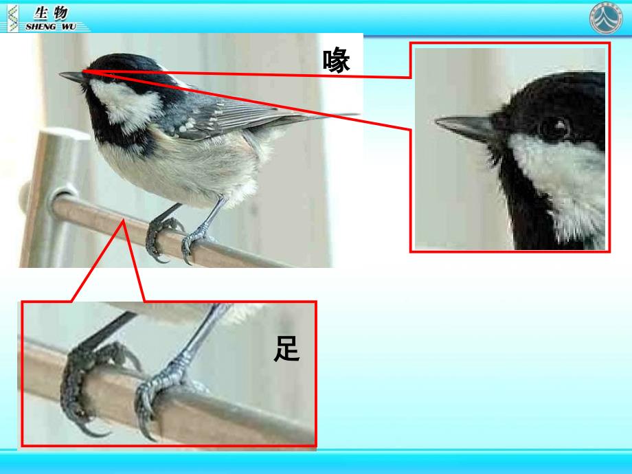 人教版初中八年级生物上六鸟_第4页