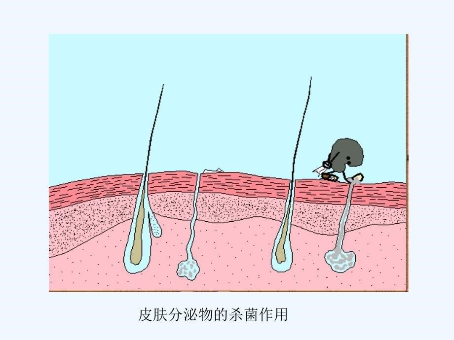 免疫与策划免疫讲义_第5页