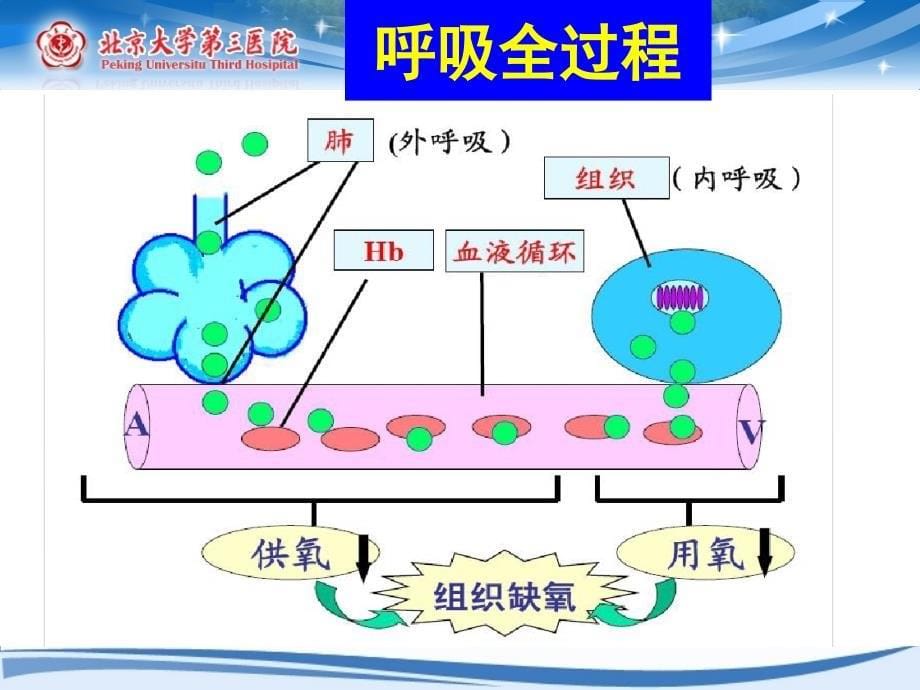 氧供需平衡监测2013.2讲解_第5页