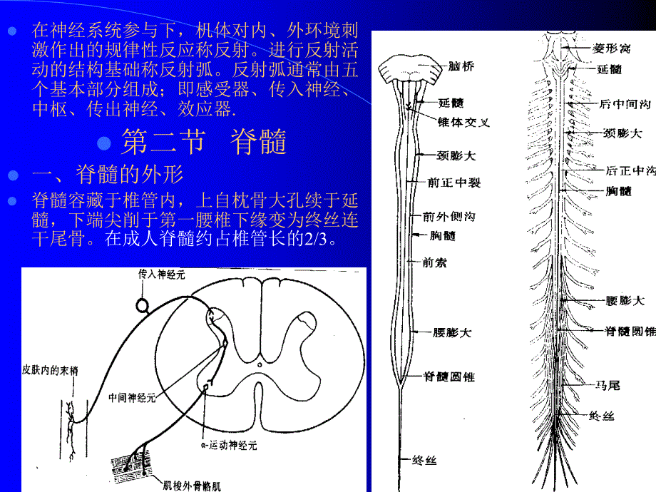 人体组织学与解剖学神经系统_第3页