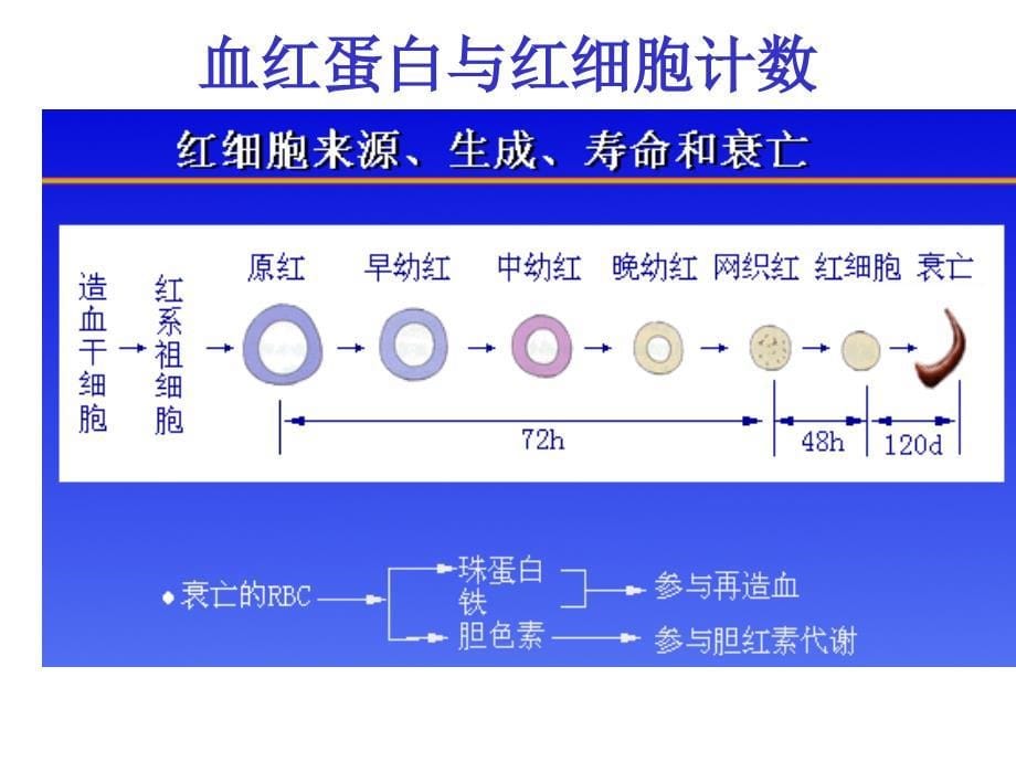 诊断学基础血液一般检查讲解_第5页