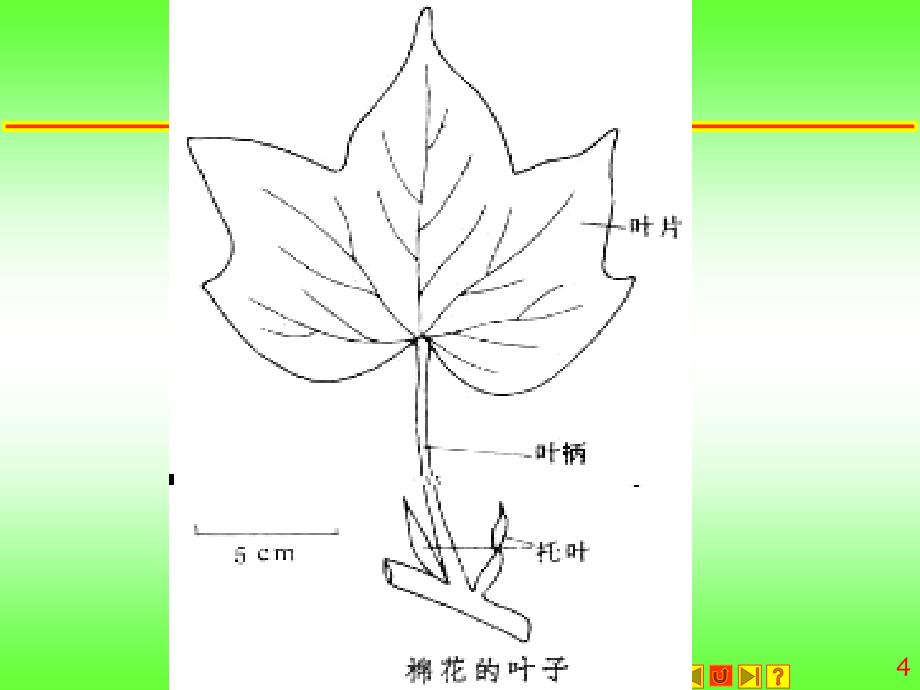 二二园林植物常用的分类依据_第4页