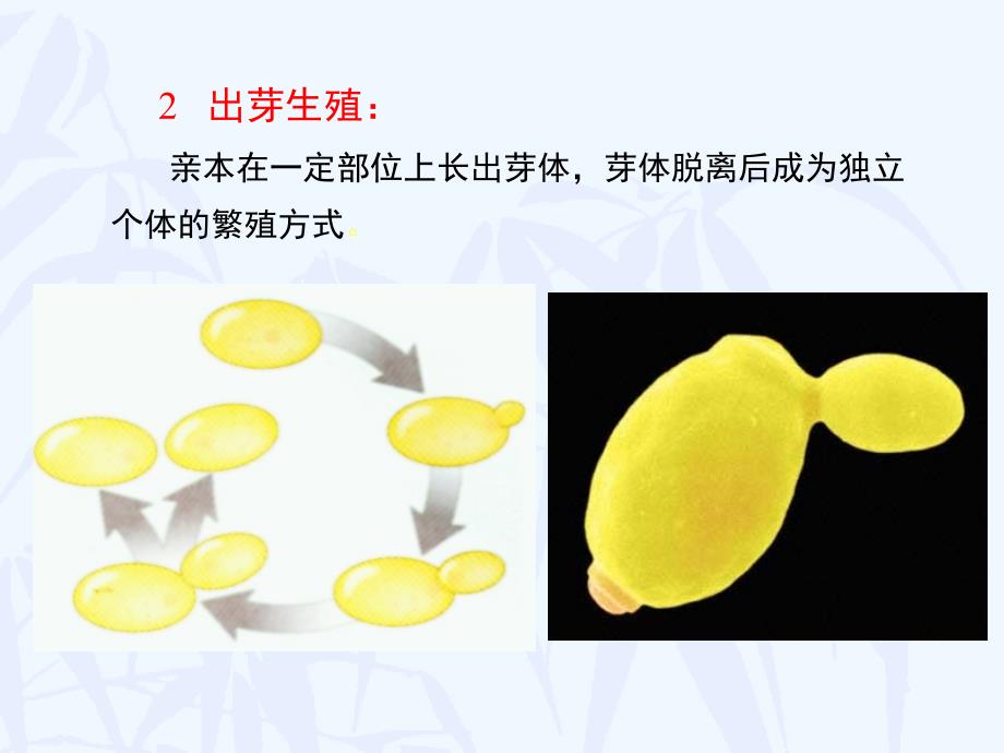 二植物界的有性生殖和世代交替_第2页