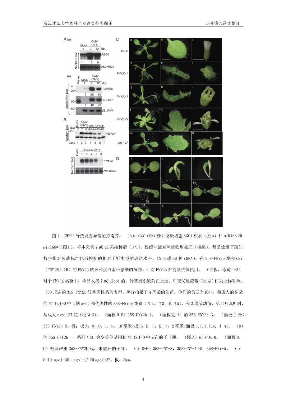 黄瓜花叶病毒编码2b的基因抑制拟南芥Argonaute1裂解活性来抵抗植物的防御_第5页