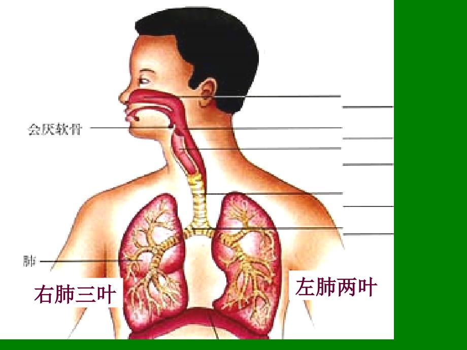 二发生在肺内的气体交换(用)_第2页