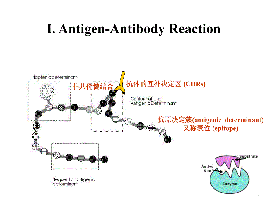 免疫学常用实验具体方法_第3页