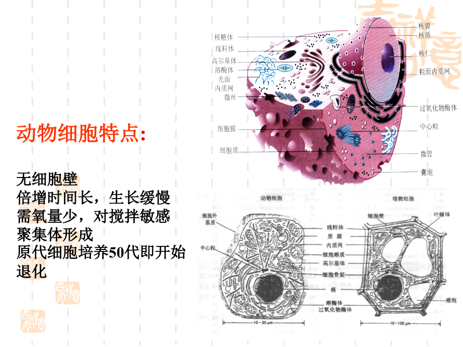 动物组织培养-1教材_第3页