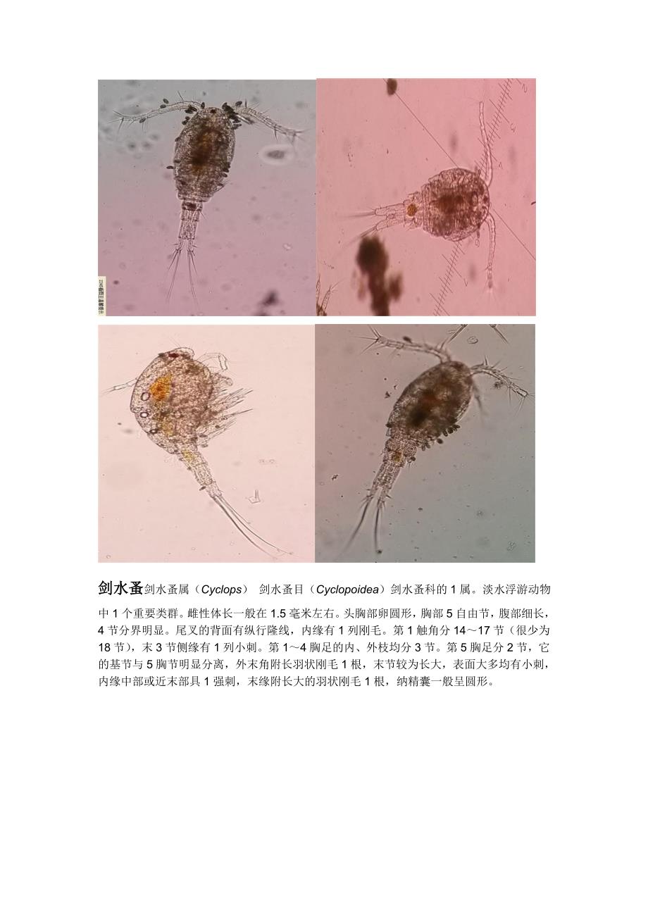 照片水生动物_第4页