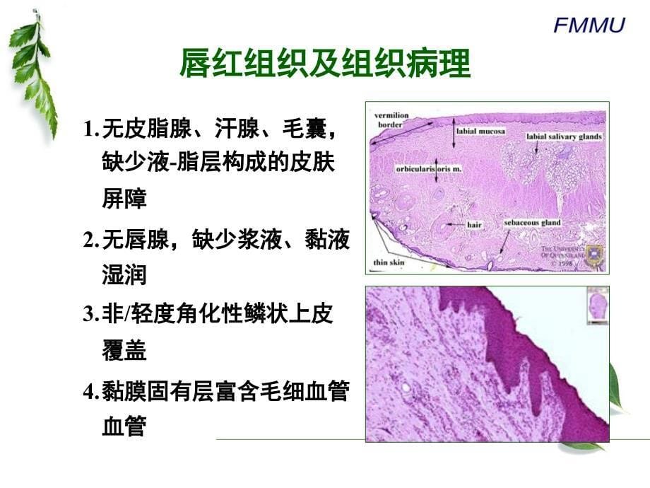 唇部炎症性疾病的鉴别诊断教材_第5页