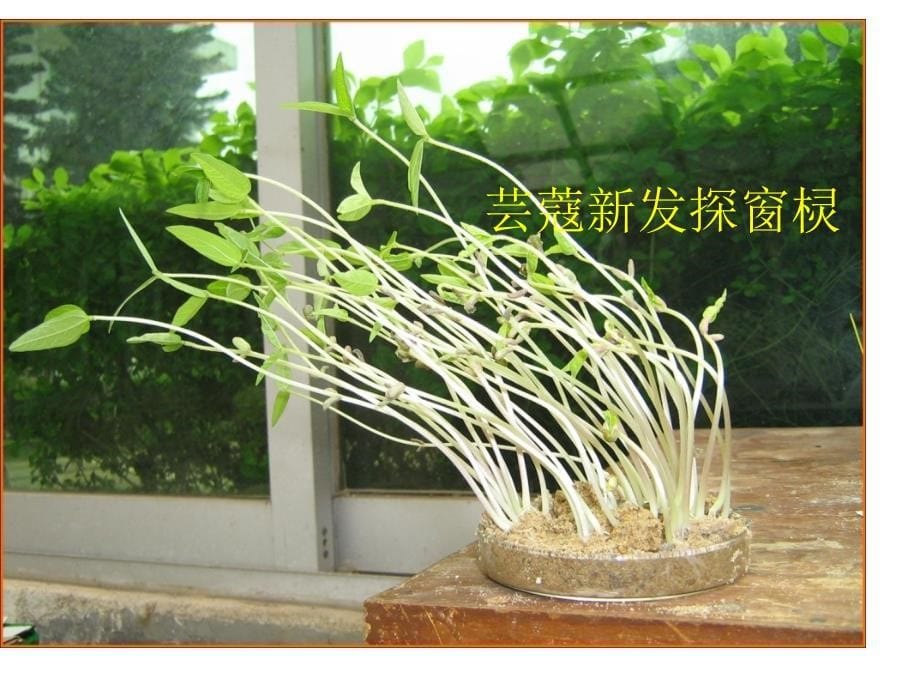 高中生物：植物生长素的发现汇编_第5页