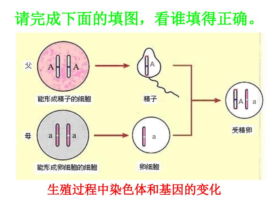 八初中生物三基因的显性和隐性_第2页