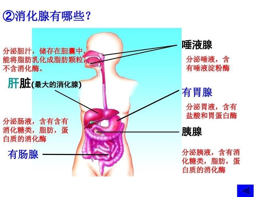 二消化和吸收(课时)_第5页