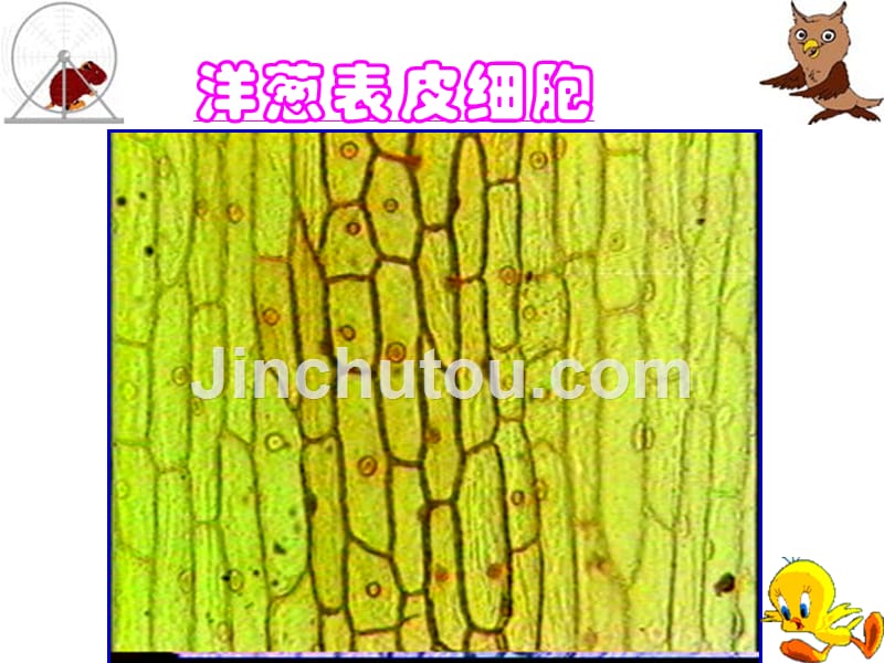 二观察植物细胞_第4页