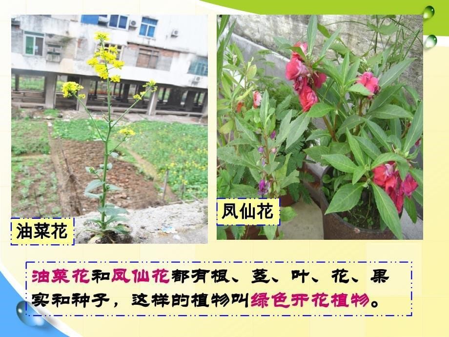 科学_油菜花开了._第5页