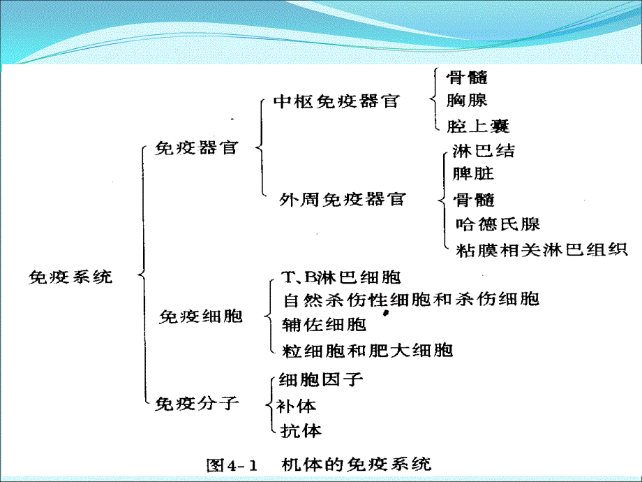 猪场免疫程序及2讲解_第4页