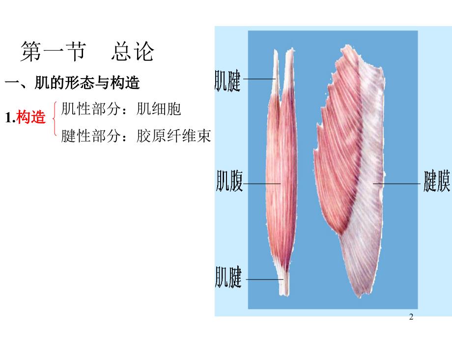 运动解剖学(肌学)汇编_第2页