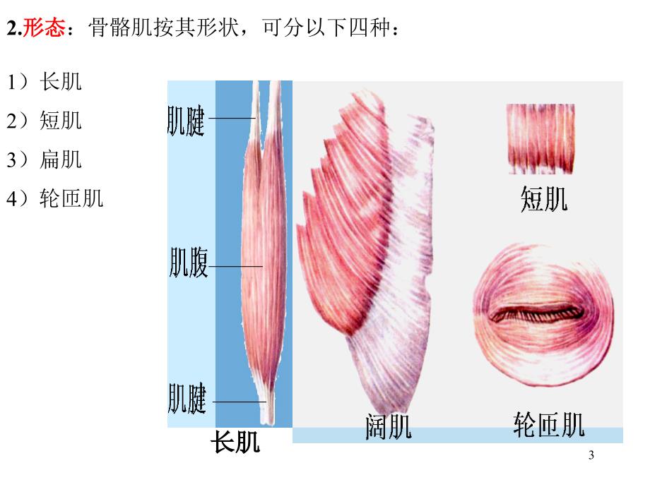 运动解剖学(肌学)汇编_第3页