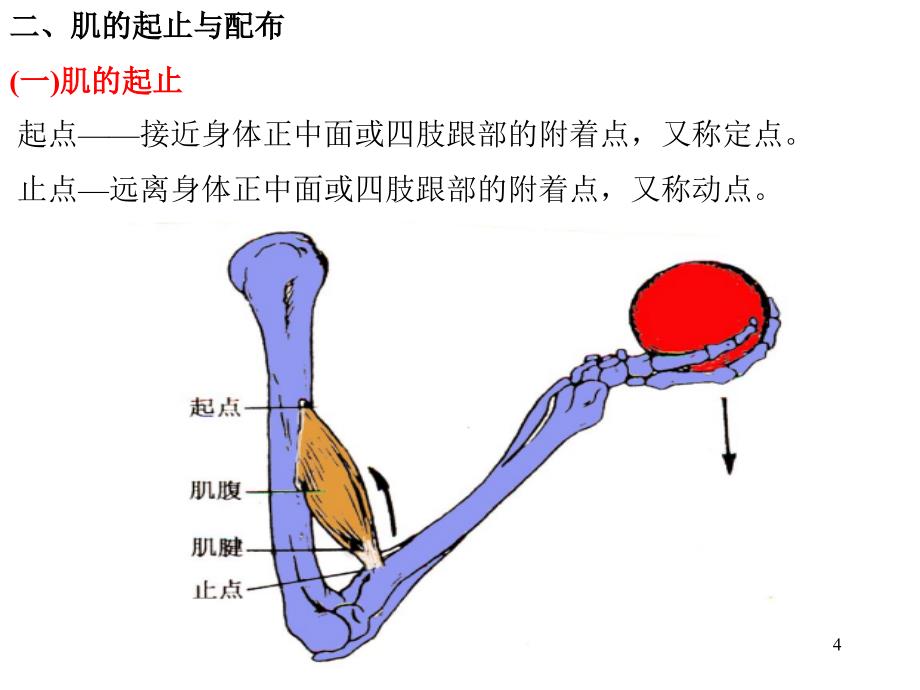 运动解剖学(肌学)汇编_第4页