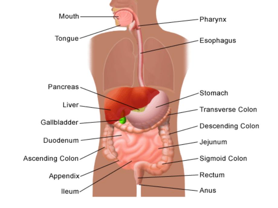 双语医学消化系统thedigestivesystem_第3页