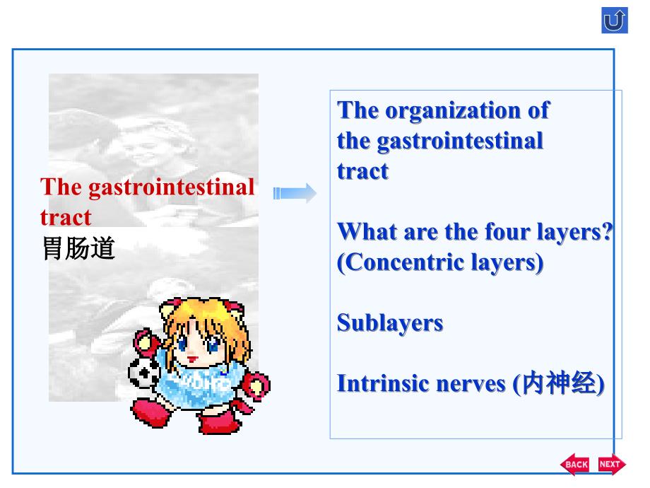 双语医学消化系统thedigestivesystem_第4页