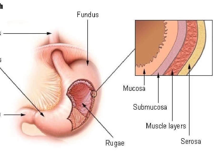 双语医学消化系统thedigestivesystem_第5页