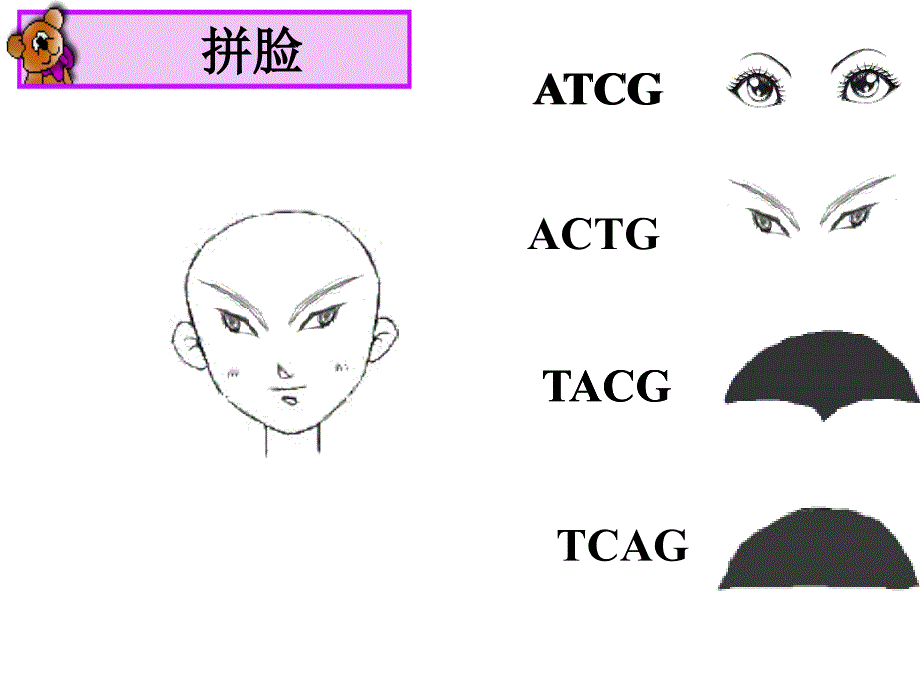 人教版七年上细胞核是遗传信息库_第3页