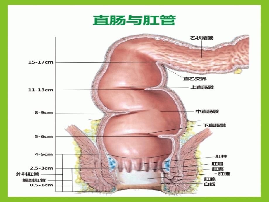 低位直肠癌保肛._第4页