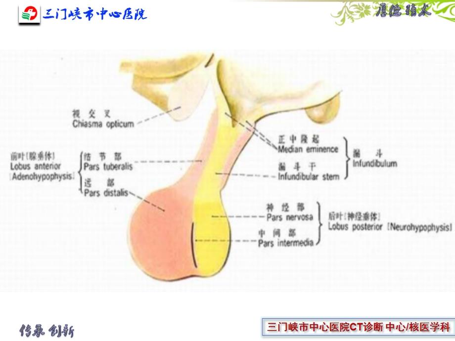 垂体解剖及垂体瘤_第3页