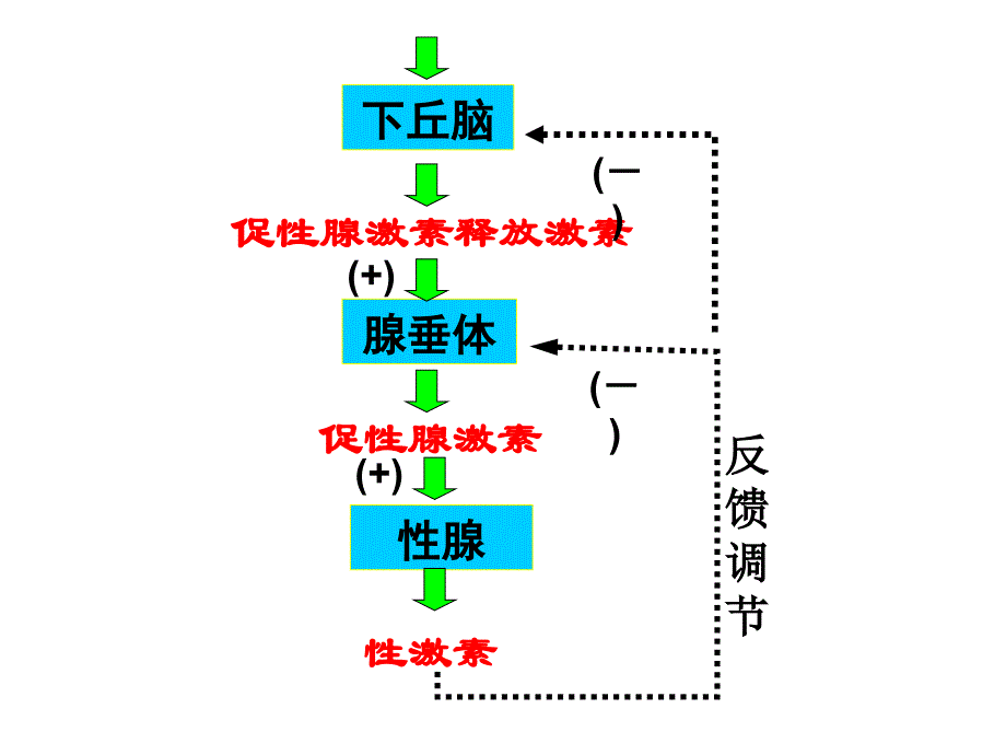 血糖平衡及调节_第2页