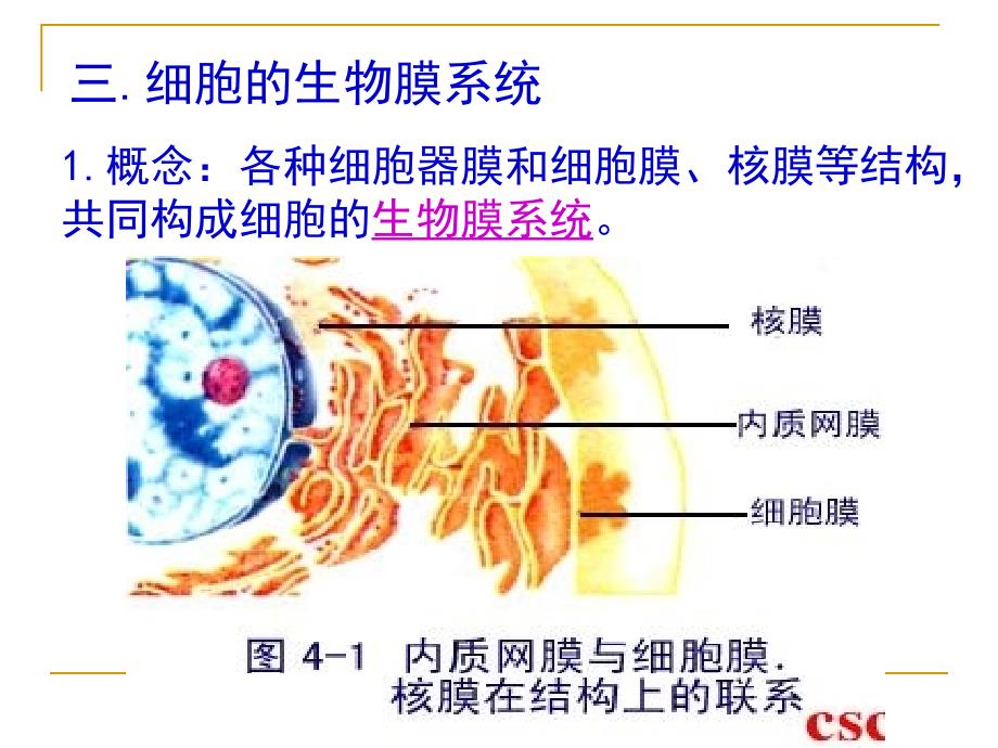 细胞核—系统的控制中心——课件_第4页