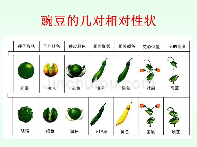 高三生物一轮复习--孟德尔的豌豆杂交实验一_第4页