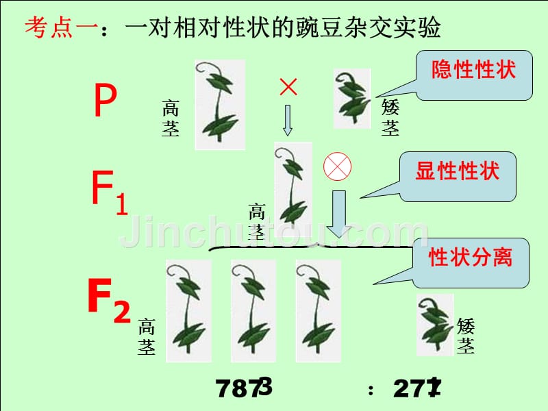 高三生物一轮复习--孟德尔的豌豆杂交实验一_第5页