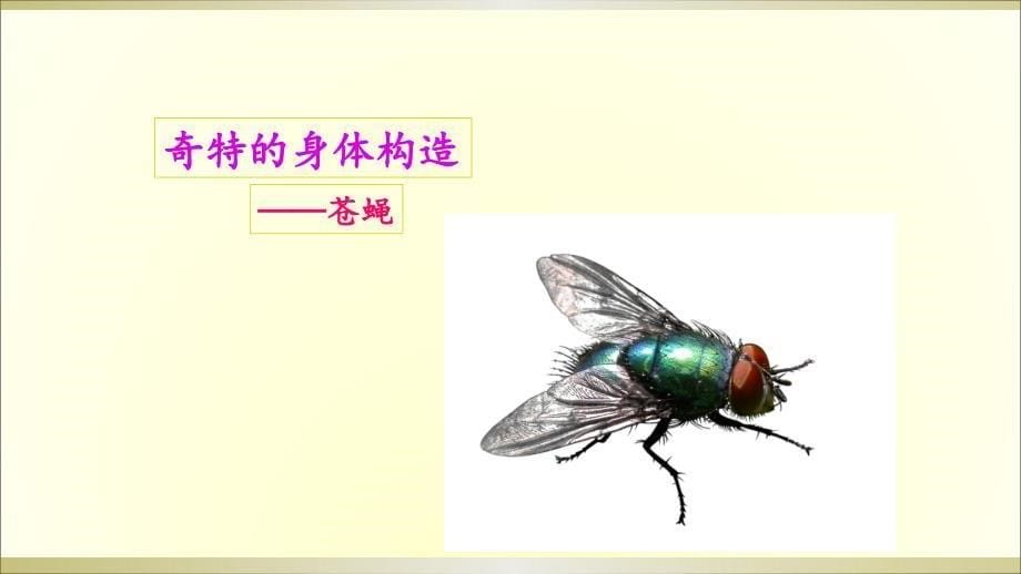 2020教科版小学科学六年级下册《放大镜下的昆虫世界》课件8_第5页