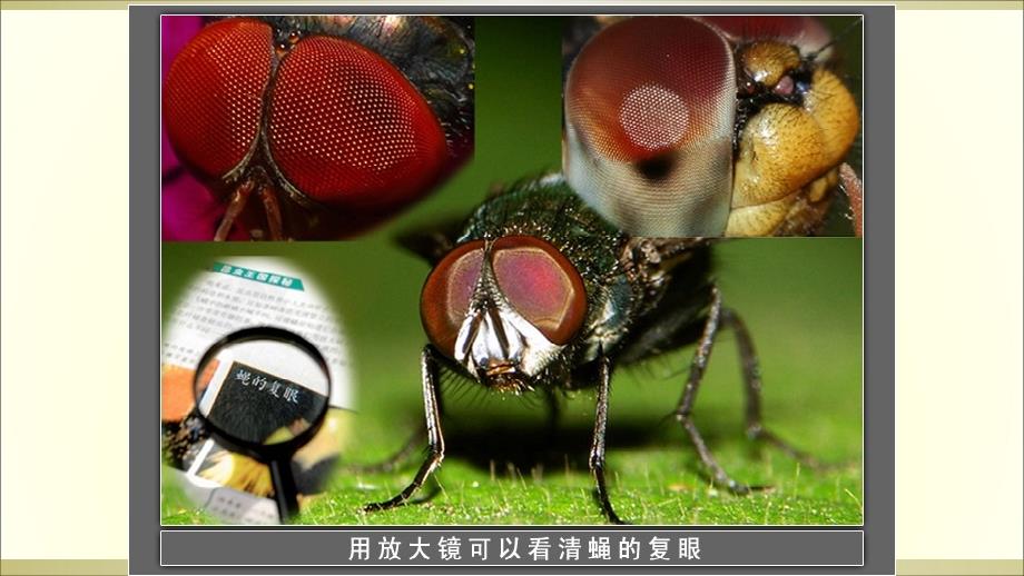 2020教科版小学科学六年级下册《放大镜下的昆虫世界》课件1_第4页