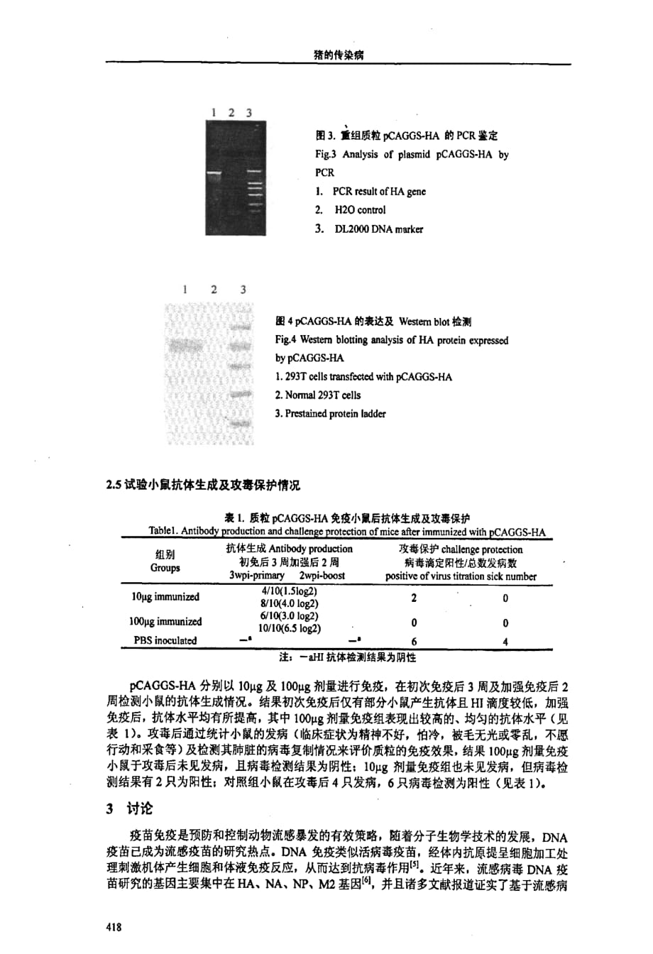 猪源h9n2亚型流感病毒ha基因的序列测定及真核表达_第4页