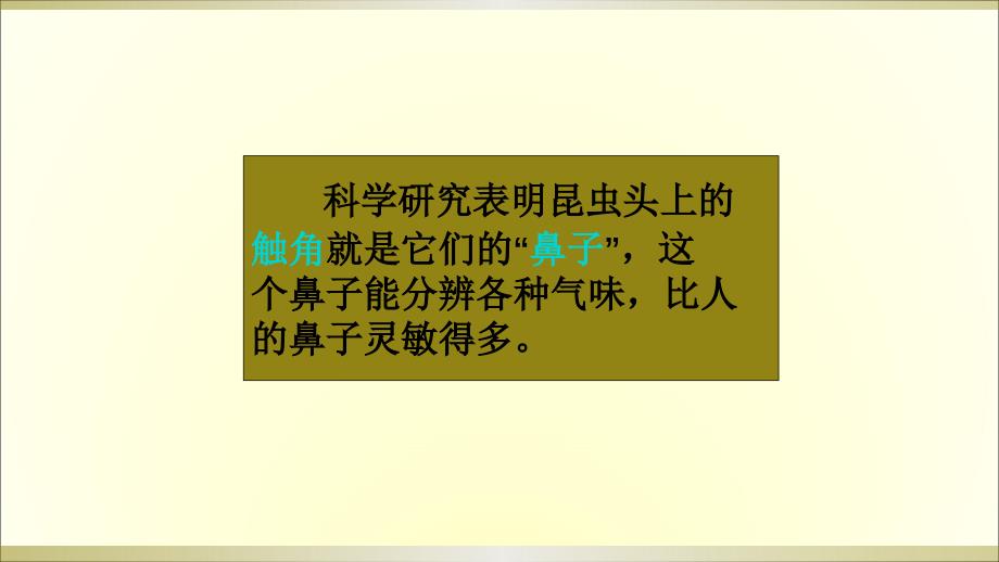 2020教科版小学科学六年级下册《放大镜下的昆虫世界》课件5_第2页